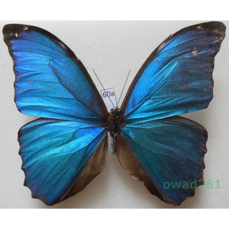 Morpho menelaus (Linnaeus, 1758) Peru 102mm60a